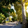 Tree-lined-pavement